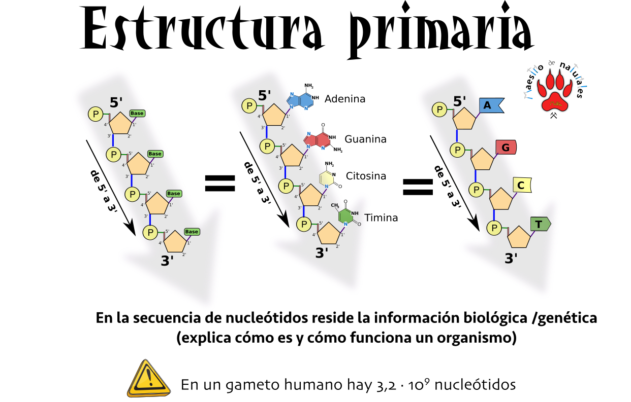 5.2 y 5.3 ADN